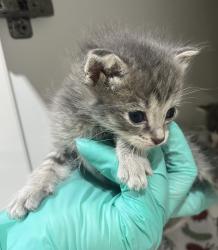 Shelter Stray Female Cat last seen ., San Diego, CA, 92154, 5500 Gaines St, San Diego, CA 92110, USA