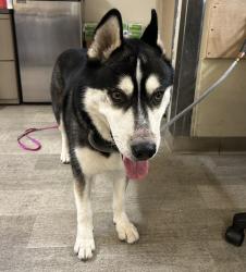 Shelter Stray Male Dog last seen Olvera Avenue, San Diego, CA, 92114, 5500 Gaines St, San Diego, CA 92110, USA
