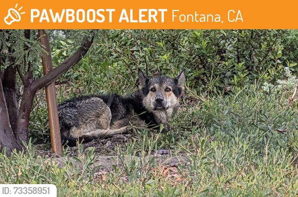 Found/Stray Unknown Dog last seen Cherry Ave and Arrow Blvd., Fontana, CA 92335
