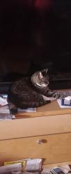 Lost Female Cat last seen Levick and Rising sun or Palmetto, Philadelphia, PA 19111