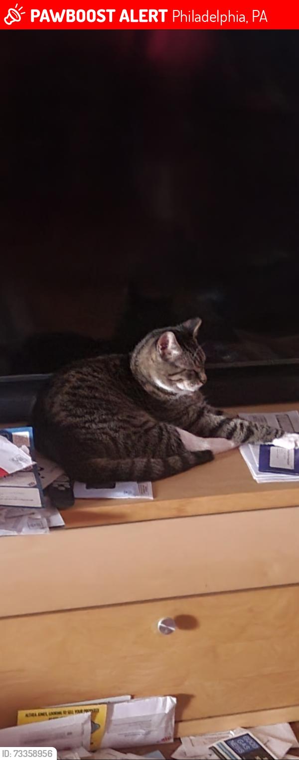 Lost Female Cat last seen Levick and Rising sun or Palmetto, Philadelphia, PA 19111