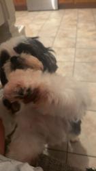 Lost Female Dog last seen In the parking lot of Lake Keowee - Fall Creek Landing, Salem, SC 29676