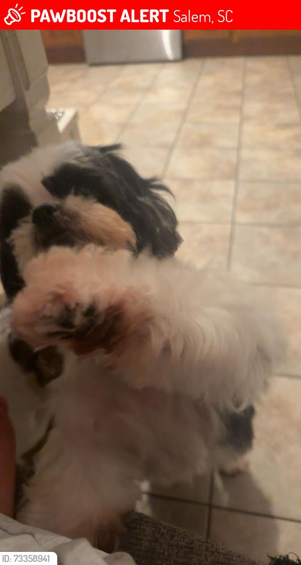 Lost Female Dog last seen In the parking lot of Lake Keowee - Fall Creek Landing, Salem, SC 29676