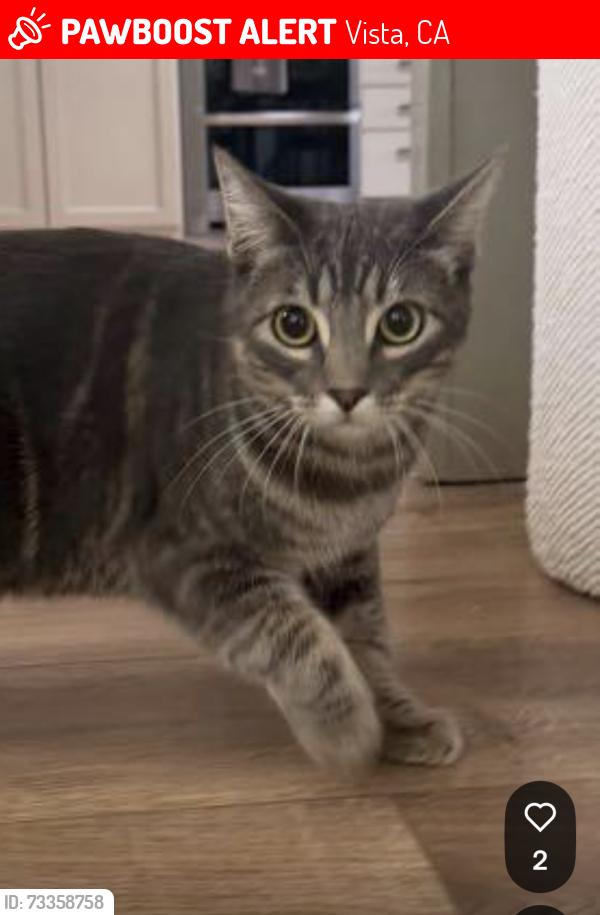 Lost Male Cat last seen Olive and melrose, Vista, CA 92083