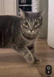 Lost Male Cat last seen Olive and melrose, Vista, CA 92083