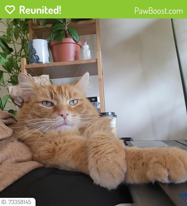 Reunited Male Cat last seen East 7th ave and Fraser St, Vancouver, BC V5T 1P3