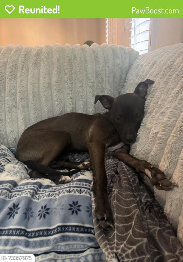 Reunited Female Dog last seen Near Landon Ln, Allen, TX 75013, USA, Allen, TX 75013