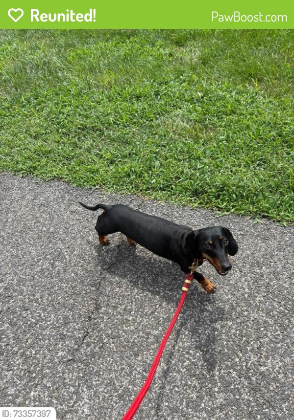 Reunited Male Dog last seen South Capitol Street Navy Yard near Anacostia Bridge, Washington, DC 20024