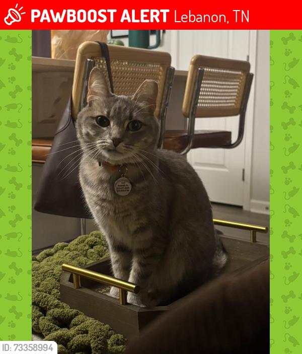 Lost Female Cat last seen Gadwall Dr & Woodall Rd, Lebanon, TN 37090
