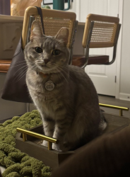 Lost Female Cat last seen Gadwall Dr & Woodall Rd, Lebanon, TN 37090