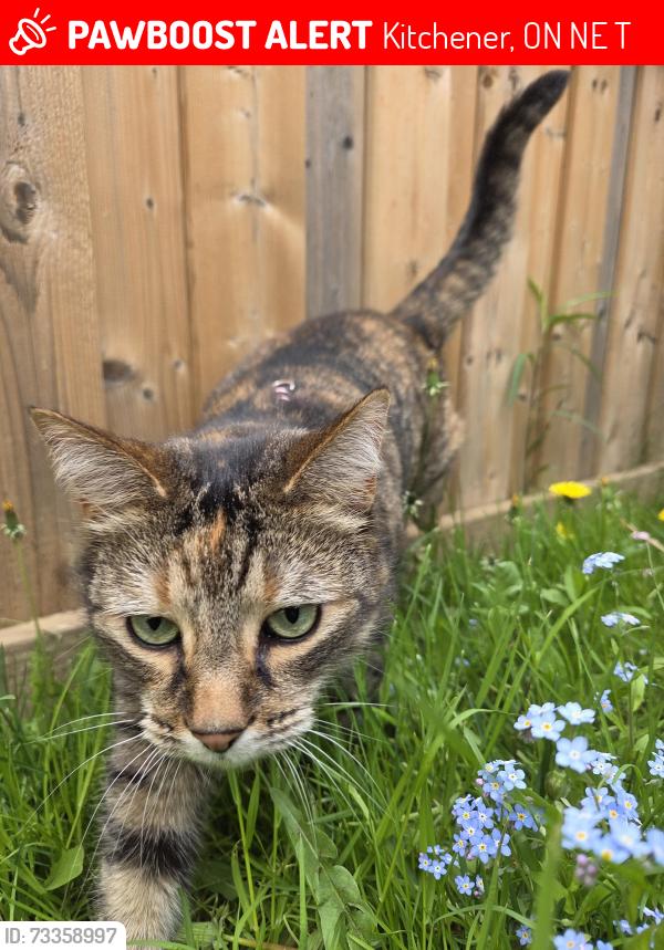 Lost Female Cat last seen Mountain Laurel Cres, Kitchener, ON N2E 3T9