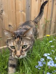 Lost Female Cat last seen Mountain Laurel Cres, Kitchener, ON N2E 3T9