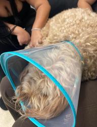 Reunited Female Dog last seen S Duke st Lancaster PA, Lancaster, PA 17602