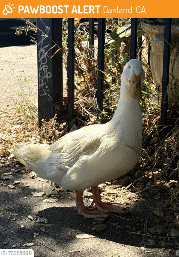 Found/Stray Unknown Bird last seen Near 29th AVE Oakland, Ca, Oakland, CA 94601
