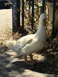 Found/Stray Unknown Bird last seen Near 29th AVE Oakland, Ca, Oakland, CA 94601