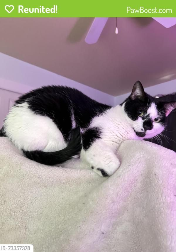 Reunited Male Cat last seen around Morrow Rd across from Fairview Ct, Morrow, GA 30260