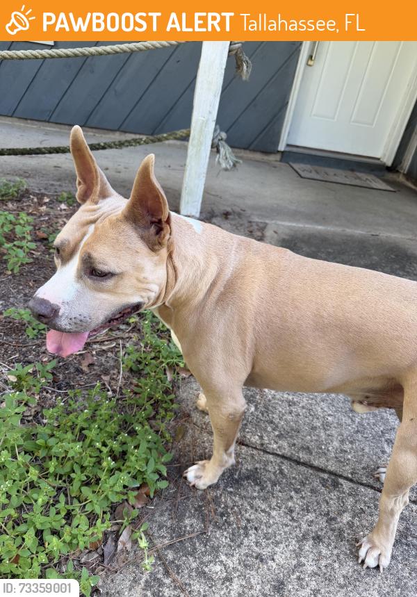 Found/Stray Male Dog last seen Hartsfield Road / Mission Rd, Tallahassee, FL 32303