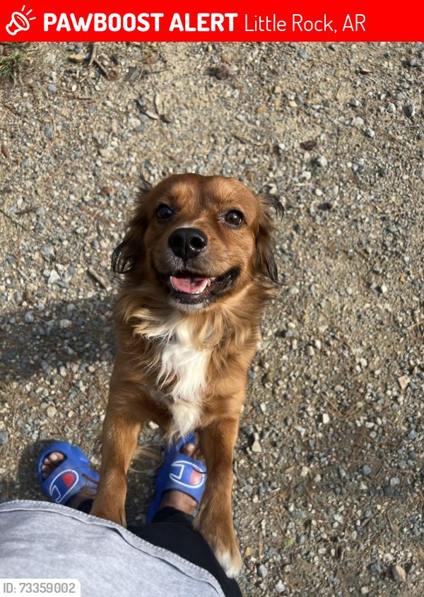 Lost Male Dog last seen Georgia/ Indiana, Little Rock, AR 72207