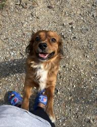 Lost Male Dog last seen Georgia/ Indiana, Little Rock, AR 72207
