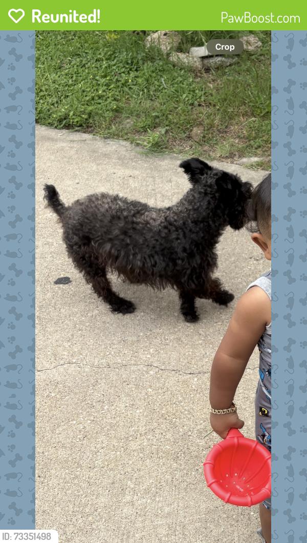 Reunited Male Dog last seen Nimitz Dr, Dallas, TX 75224