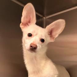 Shelter Stray Male Dog last seen , 328 Furman Hall Rd, Greenville, SC 29609, USA