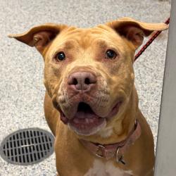 Shelter Stray Female Dog last seen , 328 Furman Hall Rd, Greenville, SC 29609, USA