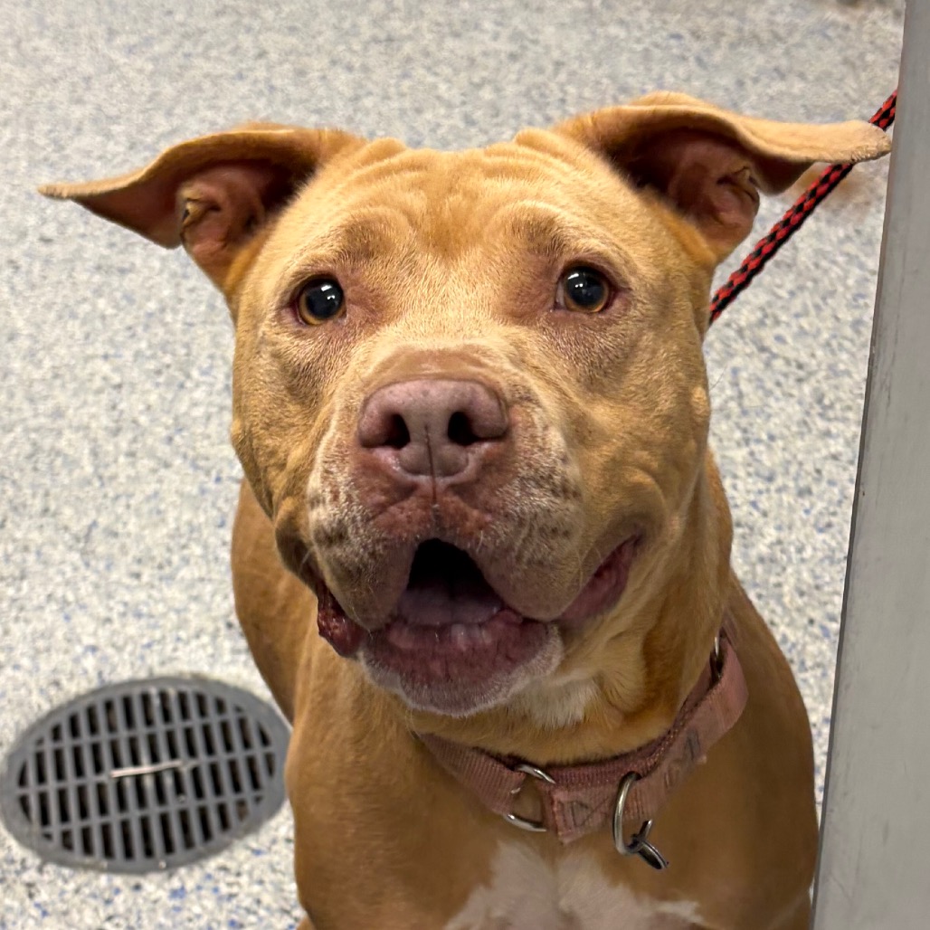 Shelter Stray Female Dog last seen , 328 Furman Hall Rd, Greenville, SC 29609, USA