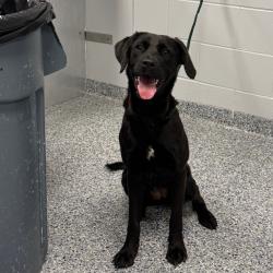Shelter Stray Female Dog last seen , 328 Furman Hall Rd, Greenville, SC 29609, USA