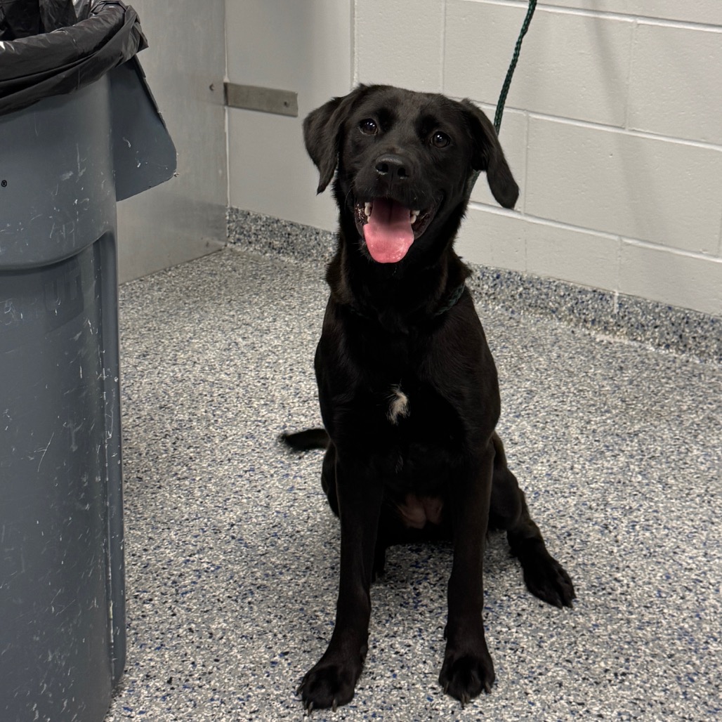 Shelter Stray Female Dog last seen , 328 Furman Hall Rd, Greenville, SC 29609, USA