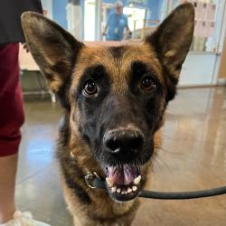 Shelter Stray Female Dog last seen , 4575 E Mesquite Ave, Palm Springs, CA 92264, USA