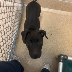 Shelter Stray Female Dog last seen , 54687 Co Rd 19, Bristol, IN 46507, USA