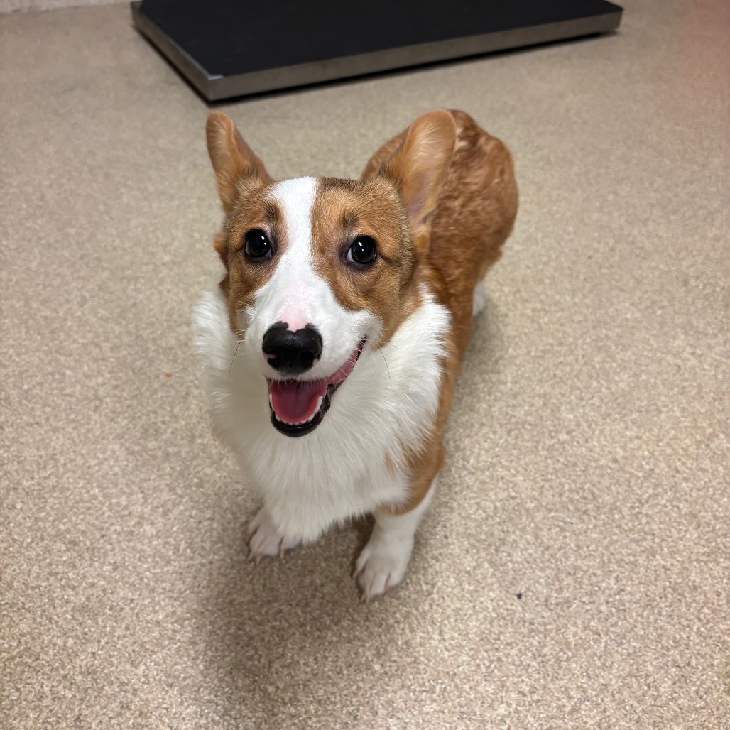 Shelter Stray Female Dog last seen , 54687 Co Rd 19, Bristol, IN 46507, USA