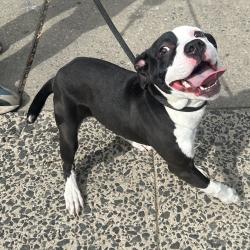 Shelter Stray Male Dog last seen , 124 Evergreen Ave, Newark, NJ 07114, USA