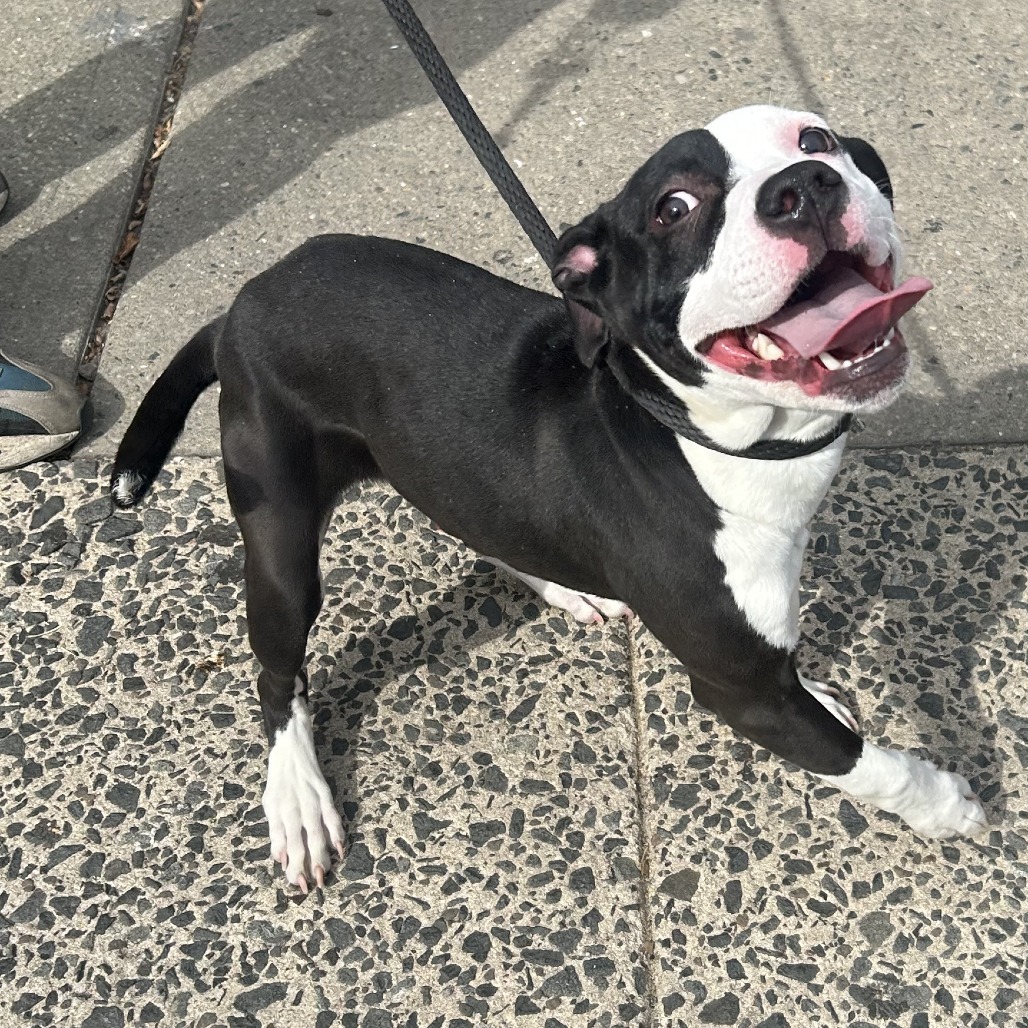 Shelter Stray Male Dog last seen , 124 Evergreen Ave, Newark, NJ 07114, USA