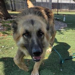 Shelter Stray Male Dog last seen , 2350 Appling City Cove, Memphis, TN 38133, USA