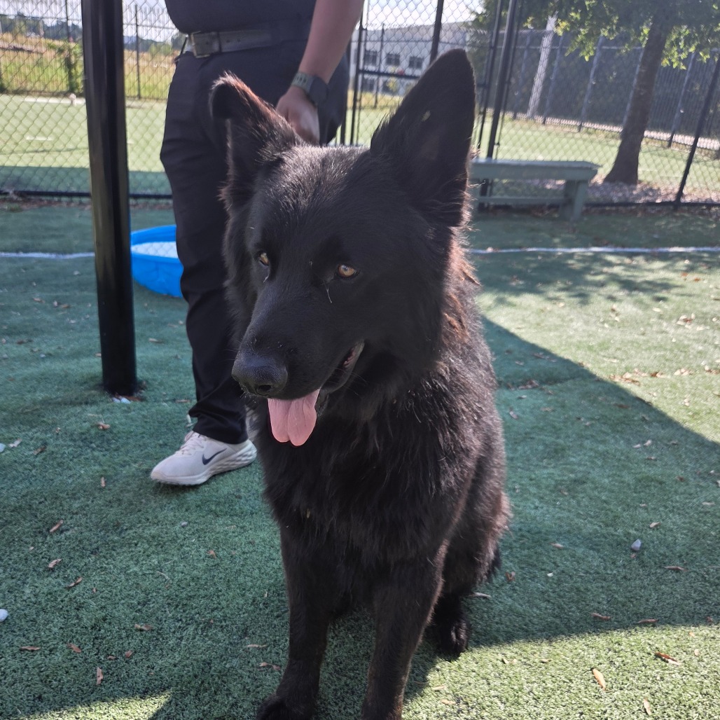 Shelter Stray Male Dog last seen , 2350 Appling City Cove, Memphis, TN 38133, USA