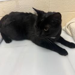 Shelter Stray Male Cat last seen , 2350 Appling City Cove, Memphis, TN 38133, USA