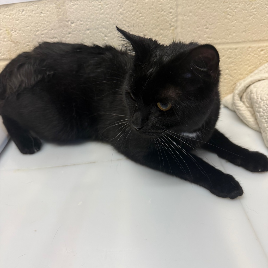 Shelter Stray Male Cat last seen , 2350 Appling City Cove, Memphis, TN 38133, USA
