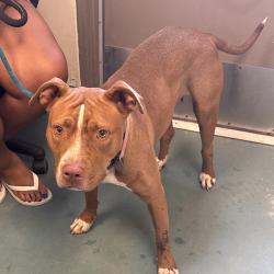 Shelter Stray Female Dog last seen , 2350 Appling City Cove, Memphis, TN 38133, USA