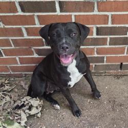 Shelter Stray Female Dog last seen , 2350 Appling City Cove, Memphis, TN 38133, USA