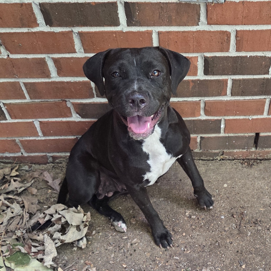 Shelter Stray Female Dog last seen , 2350 Appling City Cove, Memphis, TN 38133, USA