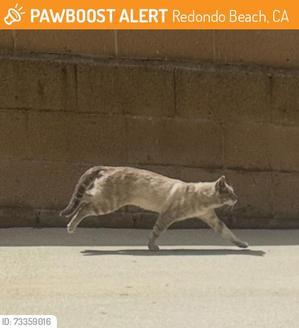 Found/Stray Unknown Cat last seen Ruxton, Redondo Beach, CA 90278