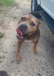 Found/Stray Male Dog last seen FM 2004 Angleton FM 2004 Angleton, Danbury, TX 77534
