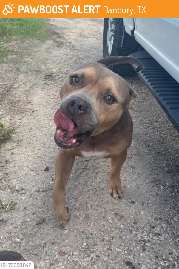 Found/Stray Male Dog last seen FM 2004 Angleton FM 2004 Angleton, Danbury, TX 77534