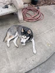 Found/Stray Male Dog last seen Agnes cir, Rancho Cordova, CA 95670