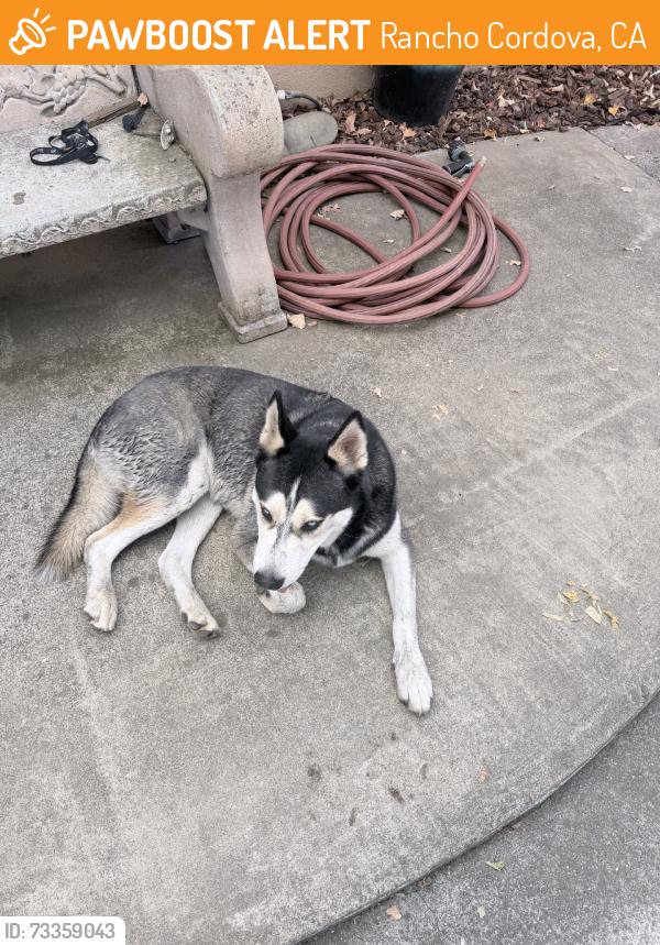 Found/Stray Male Dog last seen Agnes cir, Rancho Cordova, CA 95670