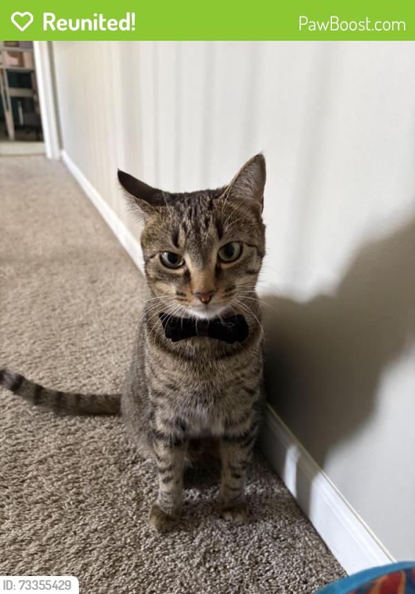 Reunited Male Cat last seen Andrew Trail, Montgomery, IL 60538