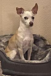 Lost Female Dog last seen Villages of cypress lakes on cypress rosehill, Cypress, TX 77429