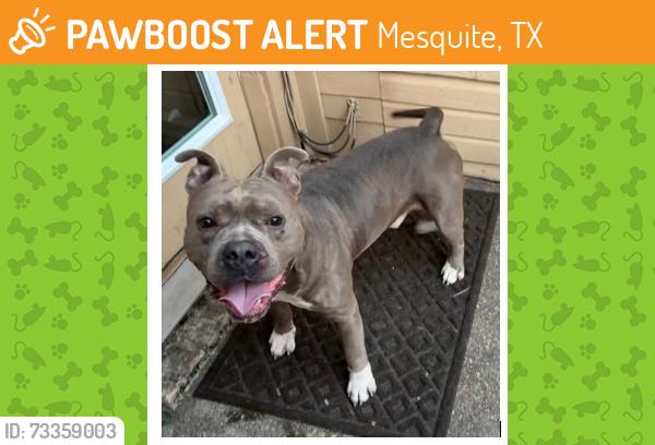 Found/Stray Male Dog last seen Birch Bend and Helen Lane in Creek Crossing ests in Mesquite, Mesquite, TX 75150