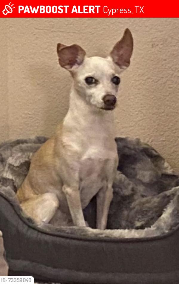 Lost Female Dog last seen Villages of cypress lakes on cypress rosehill, Cypress, TX 77429